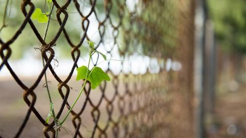 The Church of Almighty God