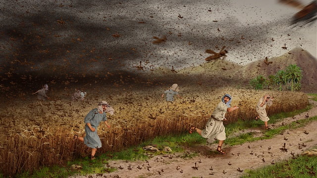 Exodus 10 - The Eighth Plague Locusts