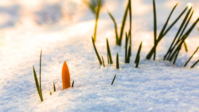 Plants growing under frozen, ice, glass