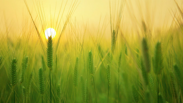 Sunrise in the wheat field